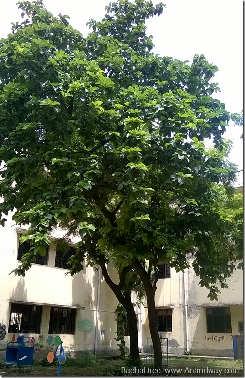 badhal tree lakoocha monkey jack, lucknow, india