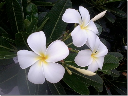 temple tree flower