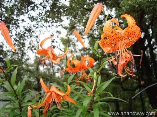 Leopard-Lily-Kumaon-Himalaya