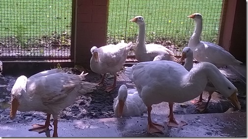 geese at Mothercare School Lucknow