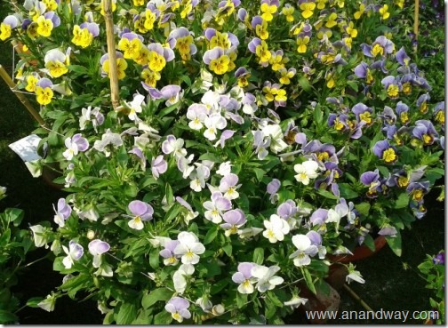 pansy in lucknow garden in pots
