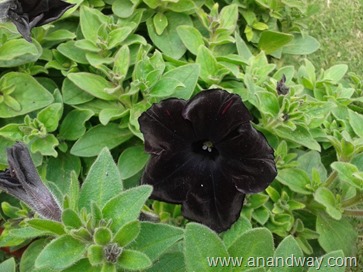 petunia in north indian garden (5)