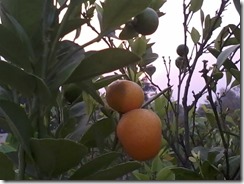 Chinese orange for a bee garden in Lucknow India