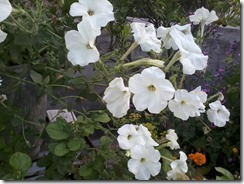 Petunia flowers  for my bee garden in Lucknow, India