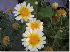 Margarita flowers  for my bee garden in Lucknow, India