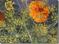 Aniseed and Marigold flowers for a bee garden