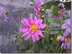 Dahlia for bee garden in March, Lucknow, India