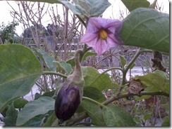Brinjal plant for my bee garden in Lucknow, India