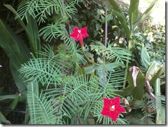 Cypress vine for bees garden in Lucknow India