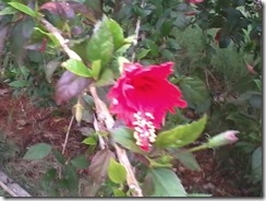 Hibiscus for bee garden in Lucknow India