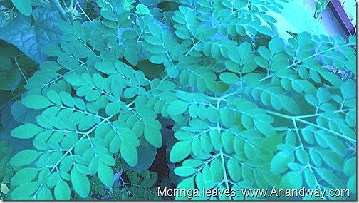 Moringa leaves in my rooftop kitchen garden