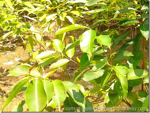jamun saplings UP forest dept nursery indiranagar sec 18, lucknow