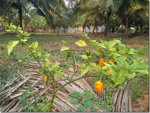yellow bhoot jolokia from assam, Natural farm at Bangalore Dr Prabhakar Rao