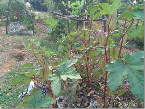 yellow pink okra, Natural farm at Bangalore Dr Prabhakar Rao (35)