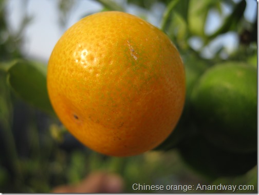chinese orange for garden landscaping in India