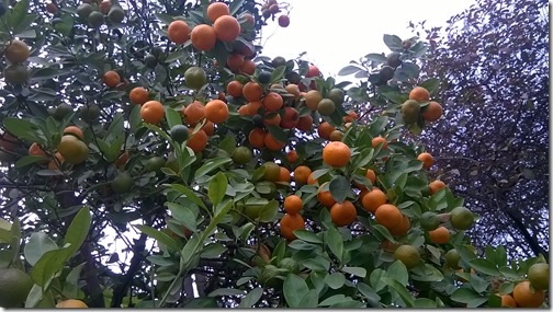 garden landscaping with chinese orange, India