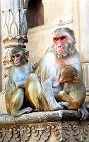 Monkeys of Vrindavan, India
