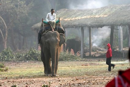 Elephant ride at Dudhwa national Park