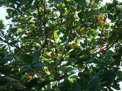 tropical indian almond badam tree 