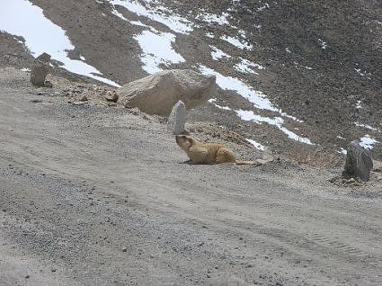Murmot: fauna of Ladakh