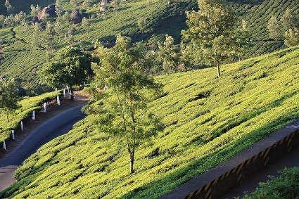 A view of tea gardens from the highway to Munnar
