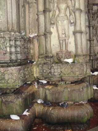 Roosting pigeons at Kamakha devi temple, Guwahati, Assam