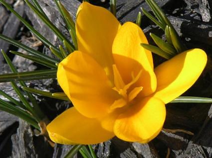 Yellow crocus lily