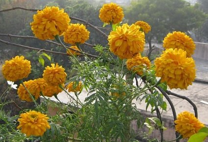Giant Marigold in rooftop garden, india