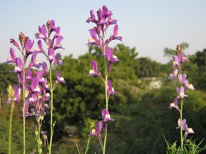 Toadflax or Spurred Snapdragon, garden flowers