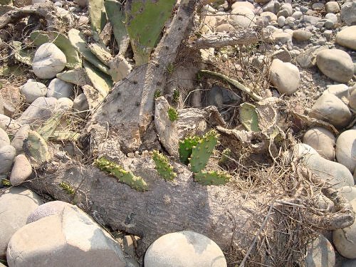 Cactus, Himalayan flora, River Ganga, Neel dhara, Haridwar