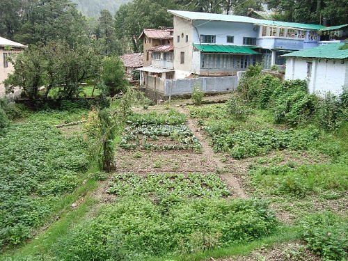 A monsoon kitchen garden on Aryapatta hillside, Nainital