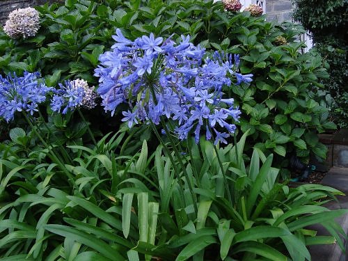 Blue lilies, Bulbs and tubers, Flora of Nainital, The Naini Retreat, Kumaon Himalaya