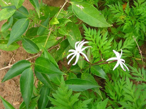 White Juhi Jasmine flower, Bangalore, India