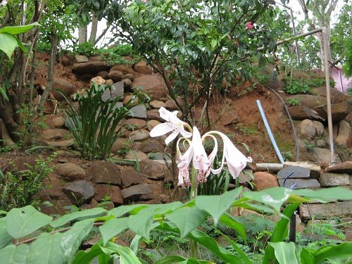 scented rain lily flowers,North and South India.