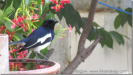 Oriental or Asian Magpie Lucknow Birdwatching India November