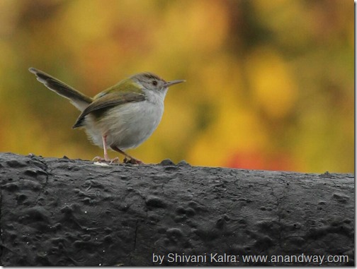 tit in lucknow by shivani kalra[6]