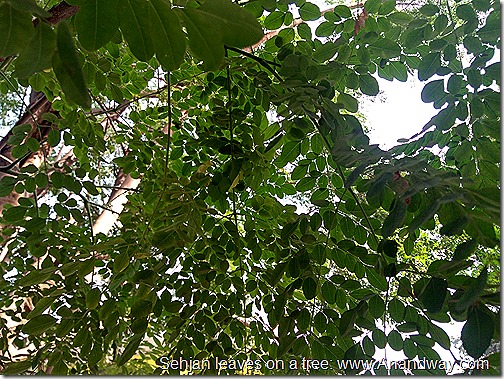 Sehjan drumstick moringa leaves on a tree (4)