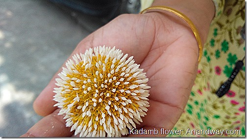 kadamb flower in India