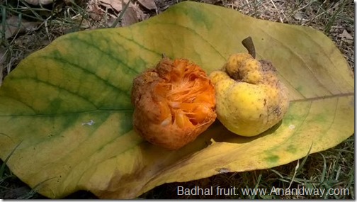 badhal fruit india