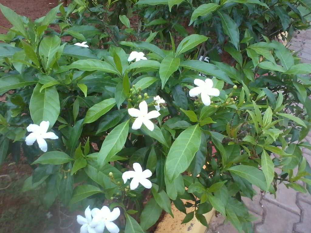 Chandni Flower In English Name | Best Flower Site