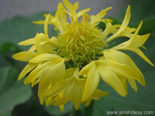 glardia flower