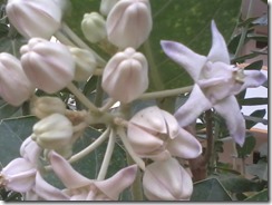 madar milkweed for butterflies