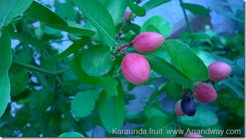 Karaunda fruit India rooftop garden harvest